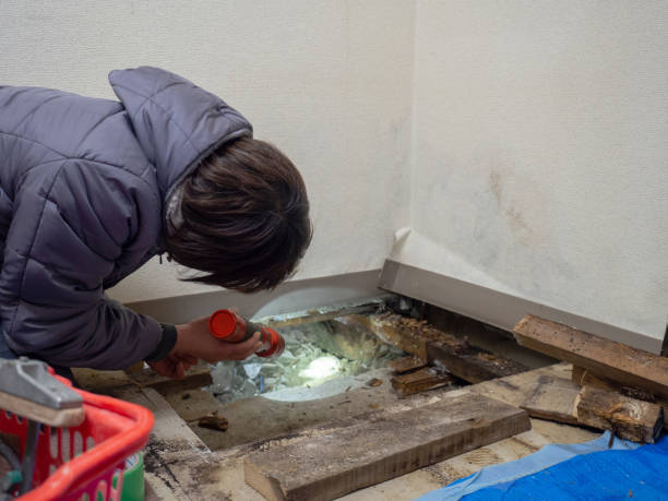 Best Forensic Mold Investigation  in Paul, ID