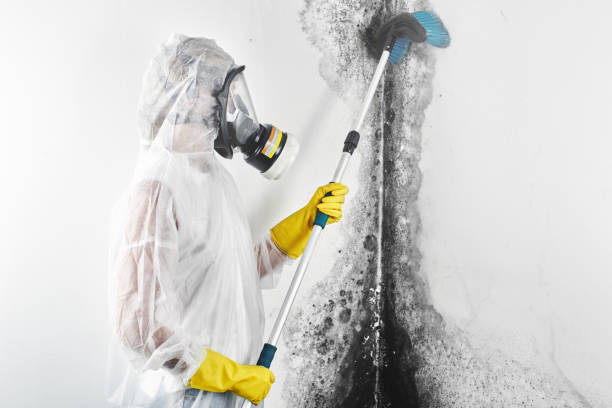 Best Mold Remediation for Healthcare Facilities  in Paul, ID