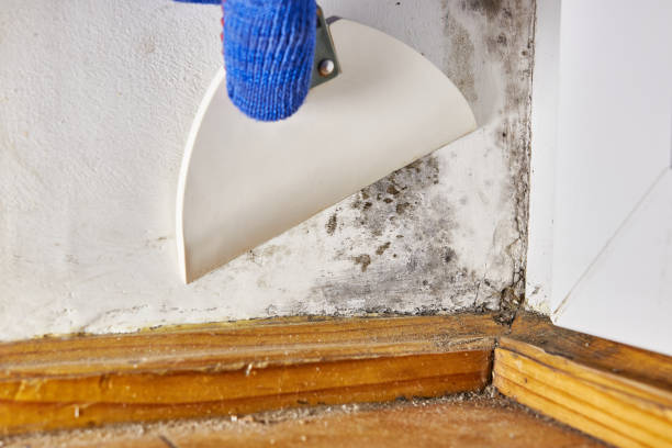 Best HVAC Mold Inspection and Cleaning  in Paul, ID